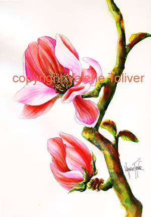 Pink Magnolia Watercolor Painting by Valerie Toliver